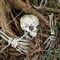 Halloween Skeleton Decorations- Skeleton Stakes with Crow for Outdoor Decoration, Scary Groundbreakers for Halloween Yard Lawn Decoration, Halloween Skull Decoration for Graveyard Decor